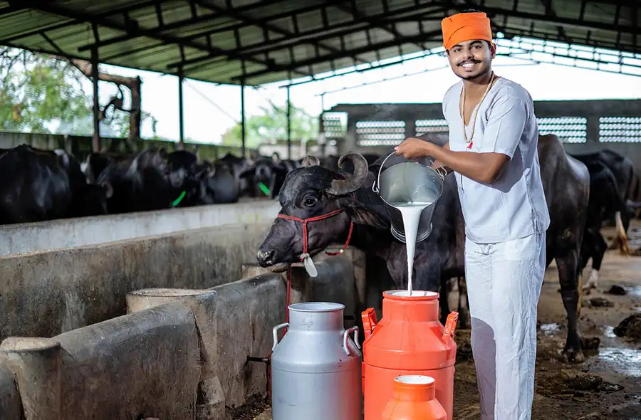 buffalo milk