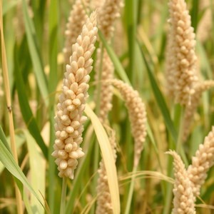 Pearl millet
